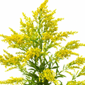 Aster | Spray