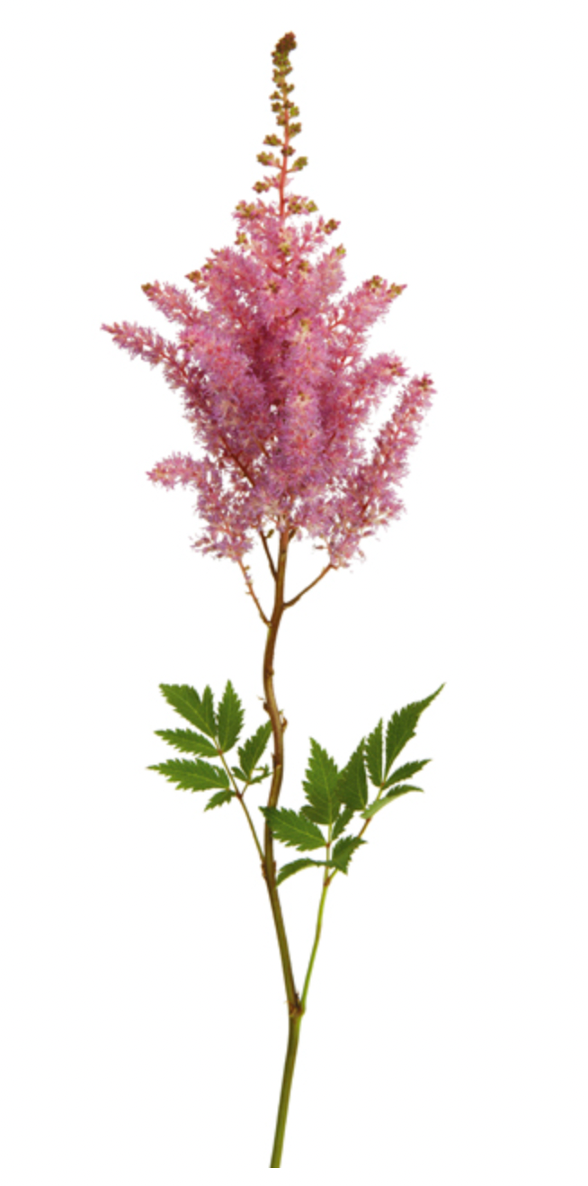 Astilbe