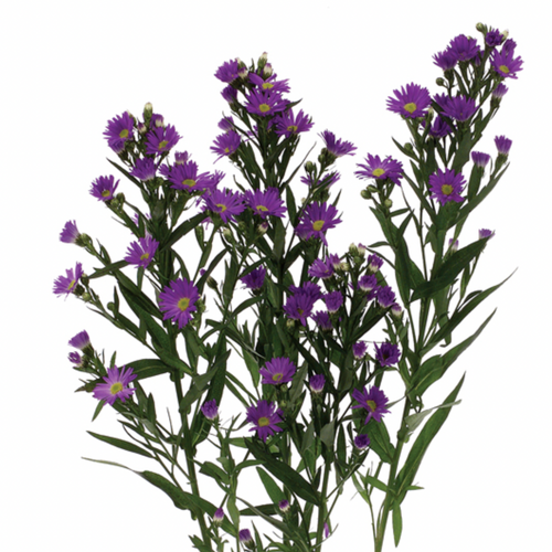 Aster | Spray