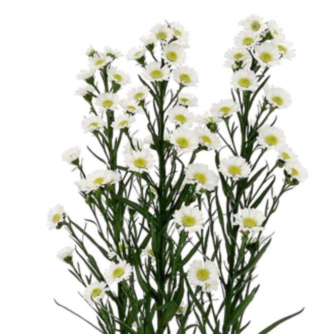 Aster | Spray